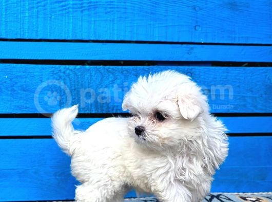 Maltese Yavrular görsel
