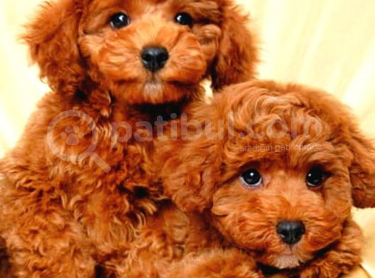Red Braw Kıpkırmızı Ev Üretimi Tooy Poodle 