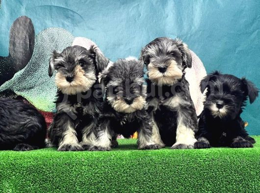 Schnauzer Yavru