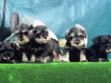 Schnauzer Yavru