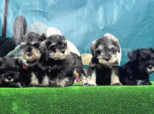 Schnauzer Yavru görsel