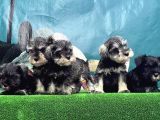 Schnauzer Yavru