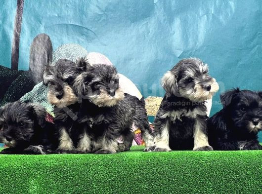 Schnauzer Yavru görsel