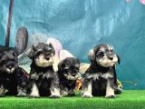 Schnauzer Yavru