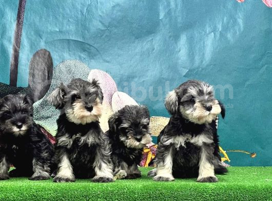 Schnauzer Yavru görsel