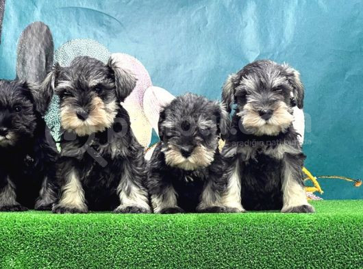 Schnauzer Yavru görsel