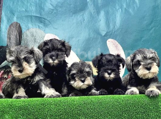 Schnauzer Yavru görsel
