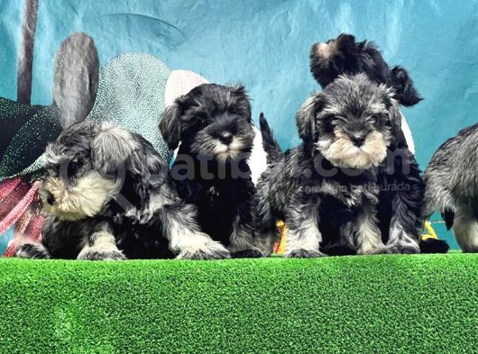 Schnauzer Yavru görsel