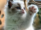 Yurtdışından Anne ve Baba Resmi Şecereli Ragdoll Yavru Kedi