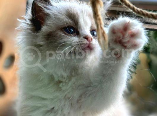 Yurtdışından Anne Ve Baba Resmi Şecereli Ragdoll Yavru Kedi