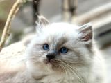 Yurtdışından Anne Ve Baba Resmi Şecereli Ragdoll Yavru Kedi