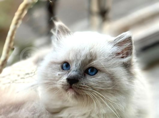 Yurtdışından Anne Ve Baba Resmi Şecereli Ragdoll Yavru Kedi görsel
