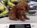 Çok Tatlı Gerçek Teacup Poodle