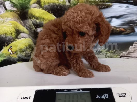 Çok Tatlı Gerçek Teacup Poodle görsel