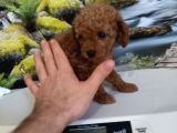 Çok Tatlı Gerçek Teacup Poodle