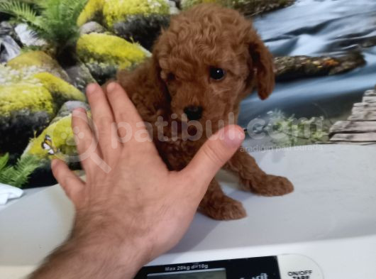 Çok Tatlı Gerçek Teacup Poodle görsel