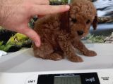 Çok Tatlı Gerçek Teacup poodle