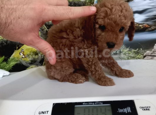 Çok Tatlı Gerçek Teacup Poodle