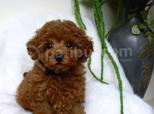 Mini Boy Puppy Kıpkırmızı Red Tooy Poodle  görsel