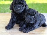 Siyah Mini Toy Poodle Yavrular