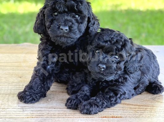 Siyah Mini Toy Poodle Yavrular görsel