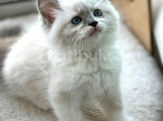 Yurtdışından Anne Ve Baba Resmi Şecereli Ragdoll Yavru Kedi görsel