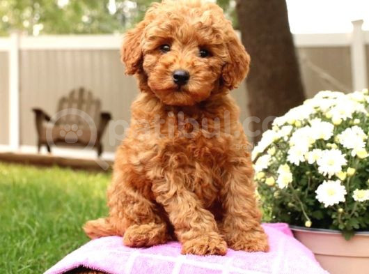 Kıpkırmızı Red Tooy Poodle Sevimli Yavrular 