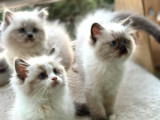 Yurtdışından Anne Ve Baba Resmi Şecereli Ragdoll Yavru Kedi
