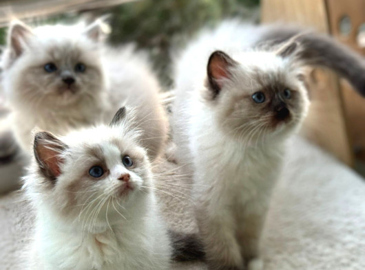 Yurtdışından Anne Ve Baba Resmi Şecereli Ragdoll Yavru Kedi görsel