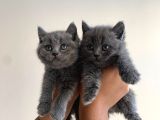 Ayı Kafa Tosun British Shorthair Bebekler