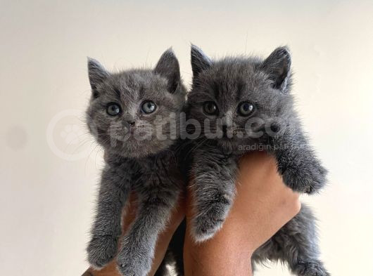Ayı Kafa Tosun British Shorthair Bebekler görsel