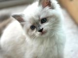 Yurtdışından Anne Ve Baba Resmi Şecereli Ragdoll Yavru Kedi