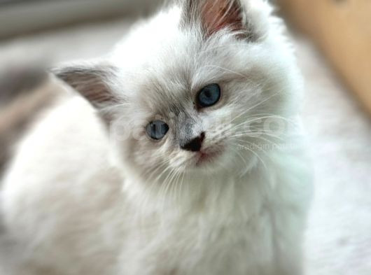 Yurtdışından Anne Ve Baba Resmi Şecereli Ragdoll Yavru Kedi görsel