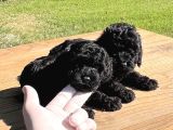 Siyah Mini Toy Poodle Yavrular