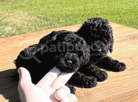 Siyah Mini Toy Poodle Yavrular