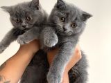 Ayı Kafa Tosun British Shorthair Bebekler