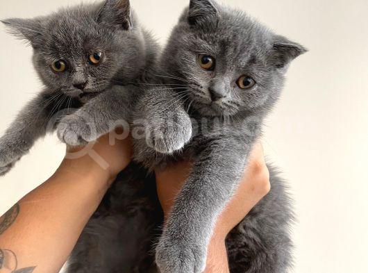 Ayı Kafa Tosun British Shorthair Bebekler görsel