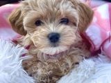 Kahve tonlu puppy kıvırcık tüylü MALTİPO CİNSİ 