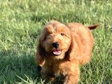 Red cavapoo yavru