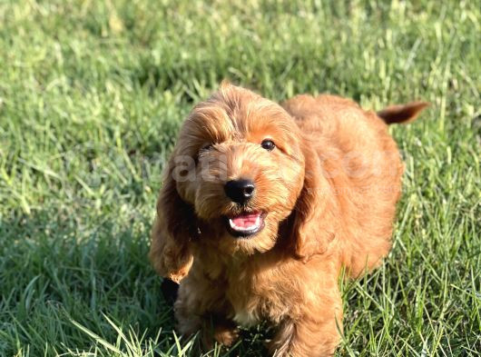 Red Cavapoo Yavru