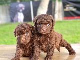 Chocolate Toy Poodle Yavrular