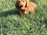 Red Cavapoo Yavru