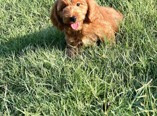 Red Cavapoo Yavru görsel