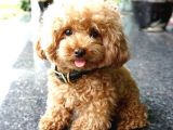 Kahve Tonlu Puppy Kıvırcık Tüylü Malti̇po Ci̇nsi̇ 