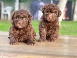 Chocolate Toy Poodle Yavrular
