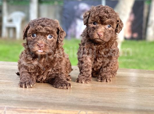 Chocolate Toy Poodle Yavrular görsel