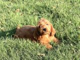 Red Cavapoo Yavru