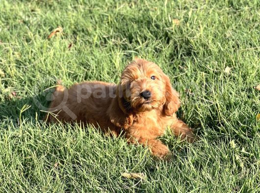Red Cavapoo Yavru görsel