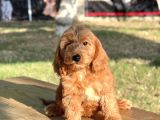 Red Cavapoo Yavru