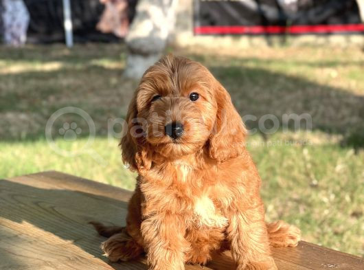 Red Cavapoo Yavru görsel